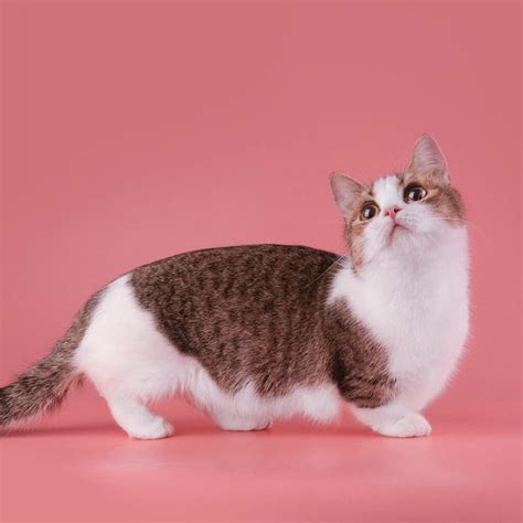 Info Kucing Munchkin Sejarah Ciri Ciri Harga Cara Merawat