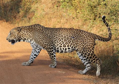 Sri Lankan Wildlife Audley Travel