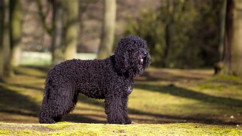 Barbet Dog Breed Characteristics And Best Care Guide 2023