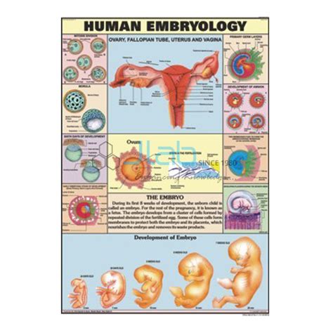 The Embryologic Perspective Anatomy And Physiology