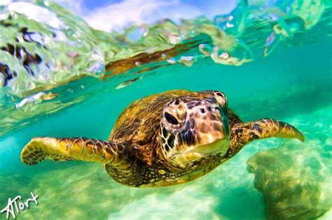 Honu Peekaboo Hawaii Pictures Of The Day Hawaiian Sea Turtle