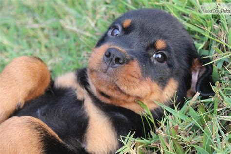 Rottweiler puppy for sale near Charlotte, North Carolina | 75d034a4-7621