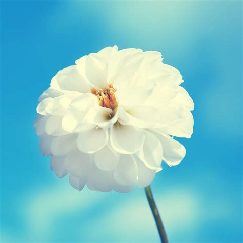 White Flower Ipad Air Wallpapers Free Download