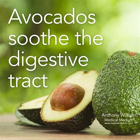 Avocados Soothe The Digestive Tract Learn More About The Healing Powers