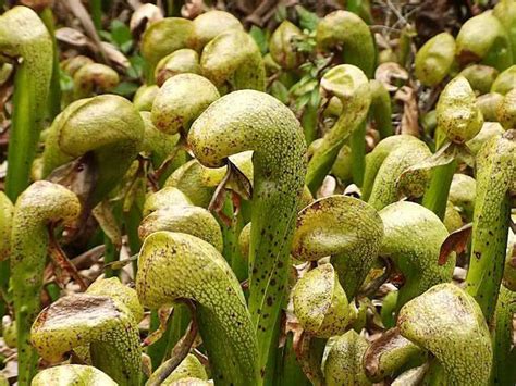 Cobra Lily Plant