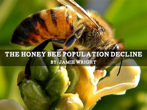 The Honey Bee Population Decline By Jamie Wright