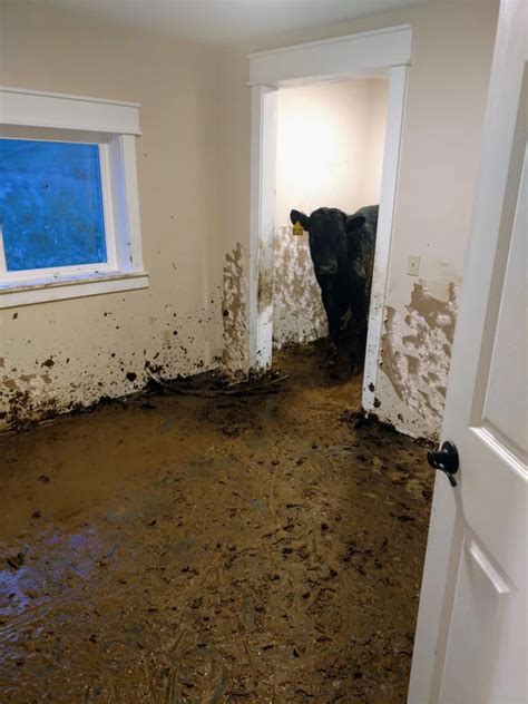 If your answer is no, you came to the right place! Till The Cows Come Home | RSS Insurance Agency
