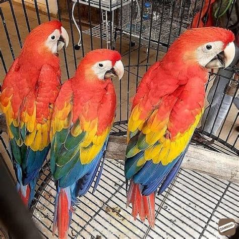 dna scarlet macaw parrots ready forever home chennai zamroo