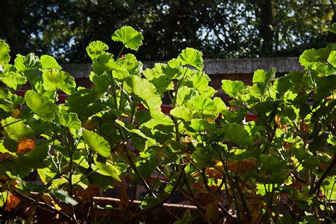 Sunlight On Geranium Leaves Free Stock Photo Public Domain Pictures