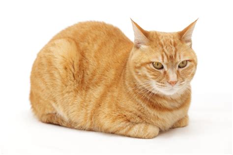 Why Do Cats Loaf Should You Be Worried Quick Answer