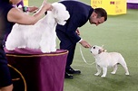 Westminster Dog Show 2021: See the best in show, group winners – 101.5 ...