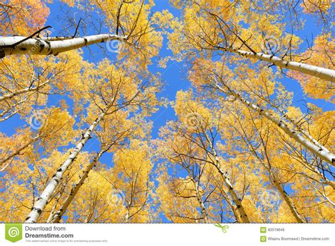 Aspen Tree Fall Foliage Color In Colorado Stock Photo