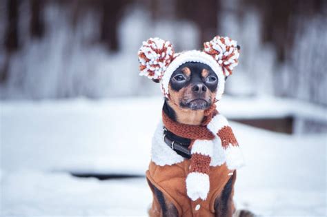 Cold Weather Safety And Your Furry Friends Must Read For Pet Parents