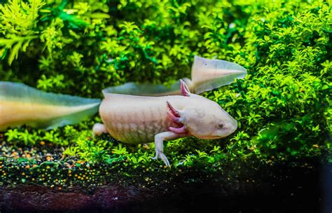 Axolotl Tank Keeping Guide Everything You Need To Know 49 Off