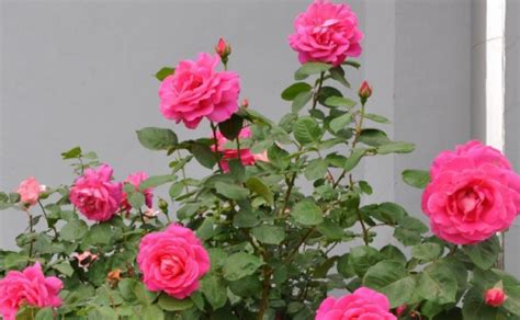 Jenis Bunga Mawar Yang Ada Di Indonesia Bungainfos
