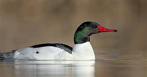 Common Merganser Identification All About Birds Cornell Lab Of
