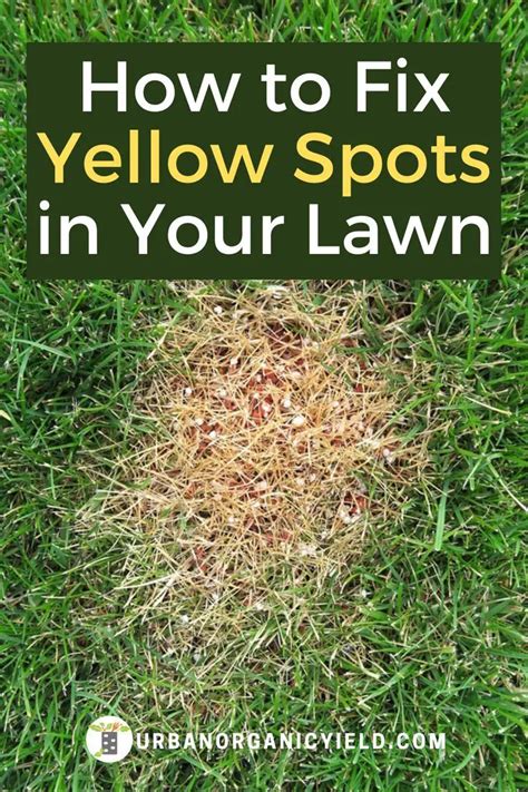 How To Fix Yellow Spots In Lawn