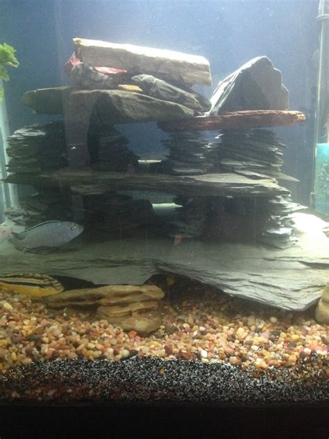 With the addition of rock cave, the tank looks beautiful. DIY Cichlid Caves | My Aquarium Club