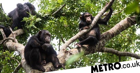 Chimpanzees Bond Over Watching Movies Together Research Claims Metro