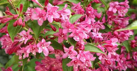 Garden And Patio Shrubs And Hedges Pink Funnel Flowers Weigela Alexandra