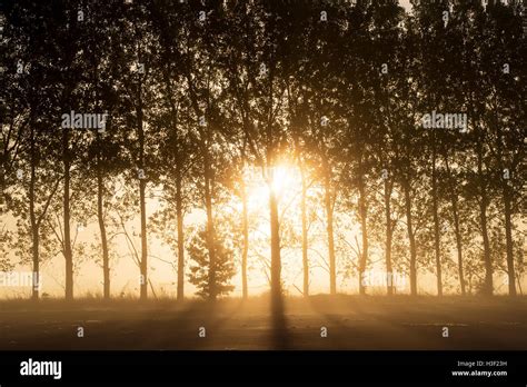 Sunlight Through The Trees Hi Res Stock Photography And Images Alamy