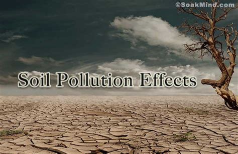 Effects Of Soil Pollution On Plants