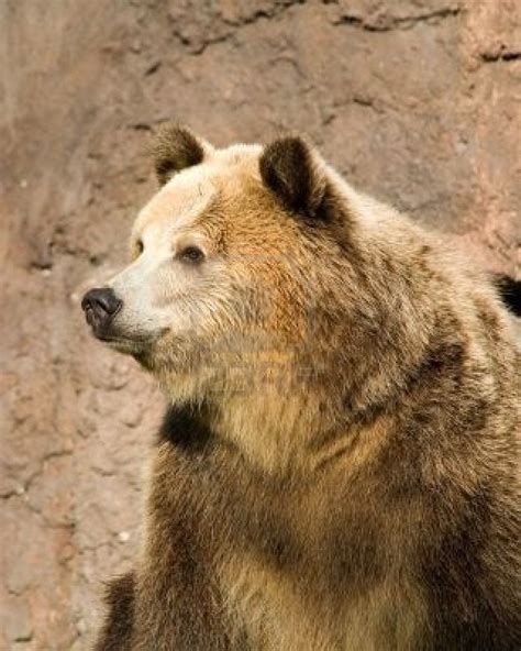 Female Grizzly Bear Ursus Grizzly Bear Brown Bear Photo Posters