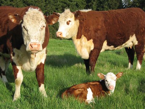 One Day Ill Raise My Own Hereford Beef Cattle Baby Cows Cute Cows