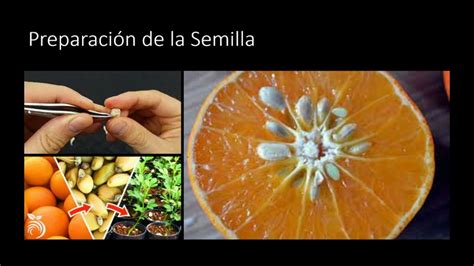 Procurando La Vida Semilla De Naranja Youtube