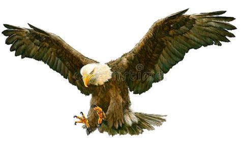 Bald Eagle Fly Landing Vector Vector Illustration Eagle Painting
