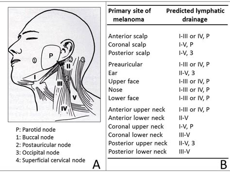 Pin On Anatomy