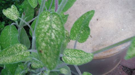 Are there black dots on the underleaf? Yellow spots on Mediterranean herb leaves ? (organic forum ...