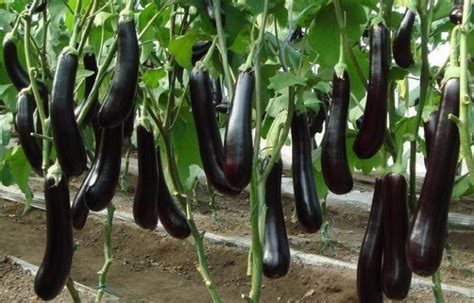 Brinjal Farming Profit Cost Yield Income Eggplant Agri Farming
