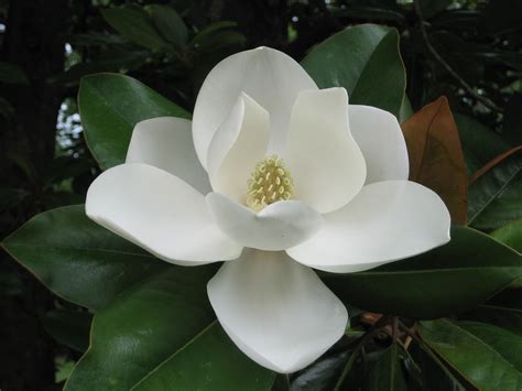 11 Magnolia Flowers Types Every Southerner Should Know Artofit