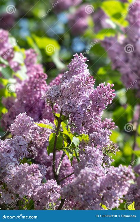 Blossoming Branch Of A Purple Lilac Stock Photo Image Of Lilac Plant