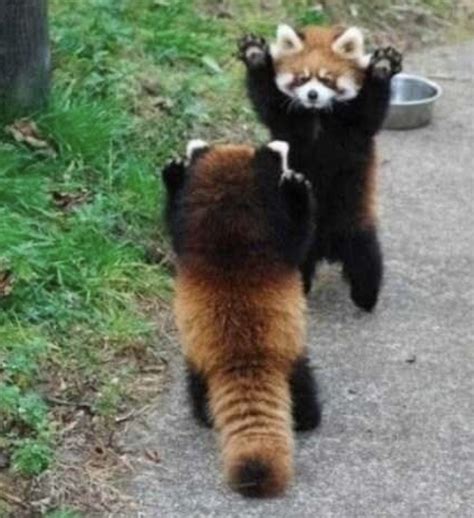 If Your Having A Bad Day Check Out These Cute Red Pandas Meme By
