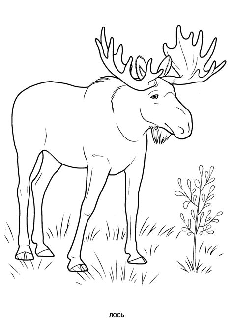 Wild animal coloring pages are a wonderful way for your children to learn about wild animals in the world and where they come from. Wild animals coloring pages for kids to print for free