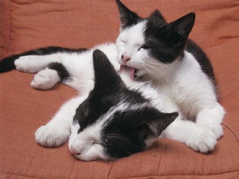 Why Do Cats Lick Each Other 3 Reasons For This Behavior Excitedcats