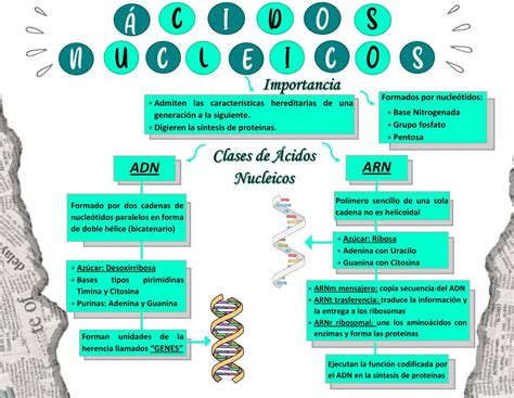 Mapa Mental ácidos Nucleicos Edulearn