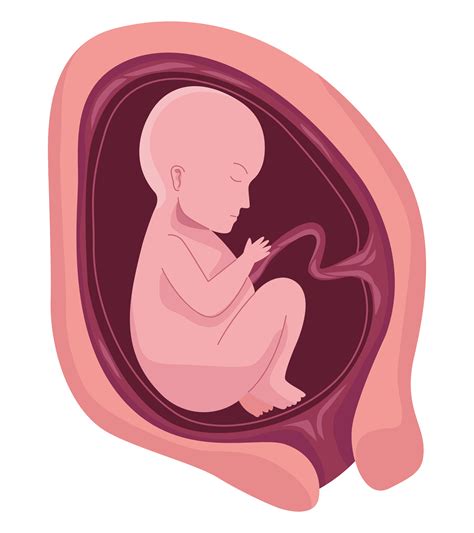 Fetus With Seven Months 4713501 Vector Art At Vecteezy