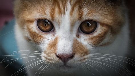 Whiskers can also serve as a mood indicator. Things everyone gets wrong about cats