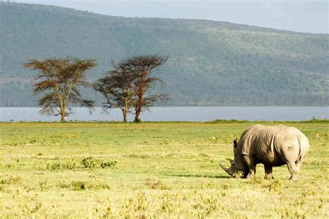 Budget Travel In Lake Nakuru Safari Travel Guide