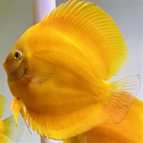 Awards Winning Discus Fish For Sale