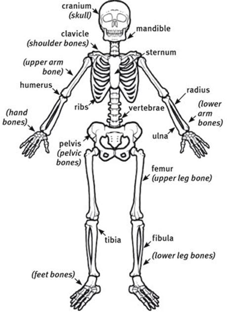The bone that doesn't move and the muscle is anchored to. http://www.forteachersforstudents.com.au/dairy/DiscoverDairy/images/skeleton-names.gif | Lower ...