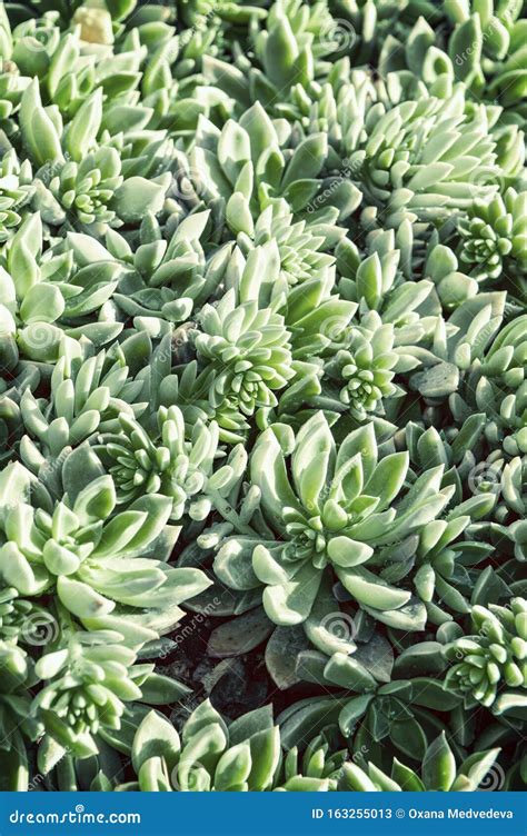 Two Colored Succulents Grow On The Ground Plant Background Of Round