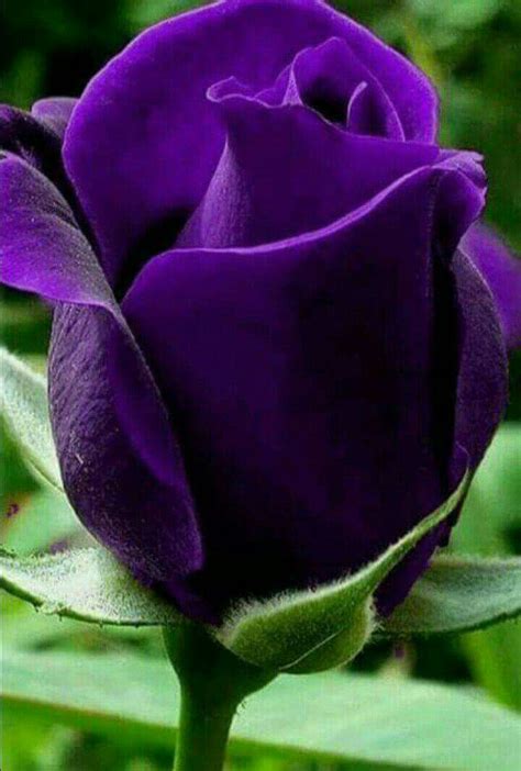 My Favorite Dark Purple Roses Purple Love All Things Purple Shades