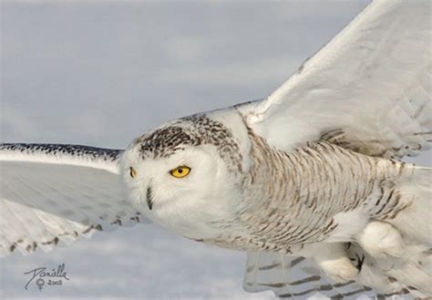 Funny Universe Beautiful Snowy Owls