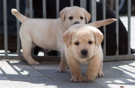 Hund pinkelt ständig in die wohnung welpe pinkelt ständig (erziehung, welpen) gesundheit: Wohnung im Schwarzwald-Baar-Kreis: Verwahrloste Welpen und ...