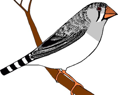 Finch Bird Png Clipart Png All