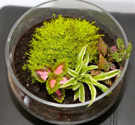 Irish Moss Tropical Terrarium Mini Ecosystem And Fully Self Sustainable Tropical Terrariums